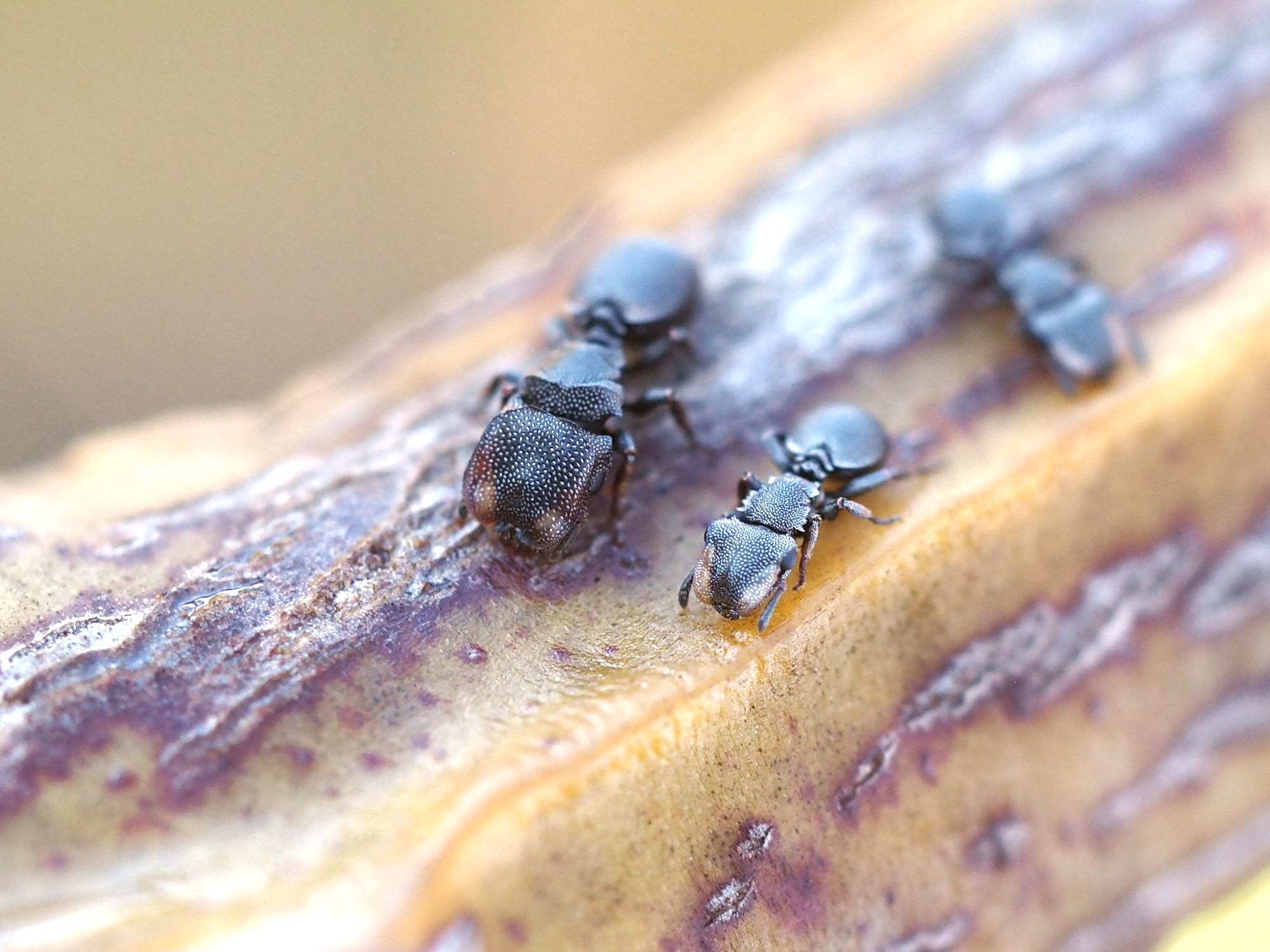 Cave ant soldier где находится