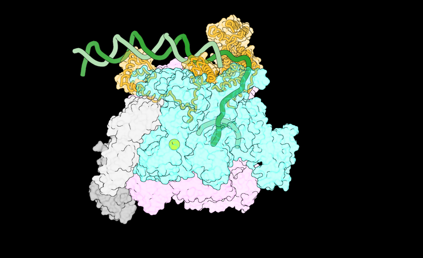 rnap intermediate