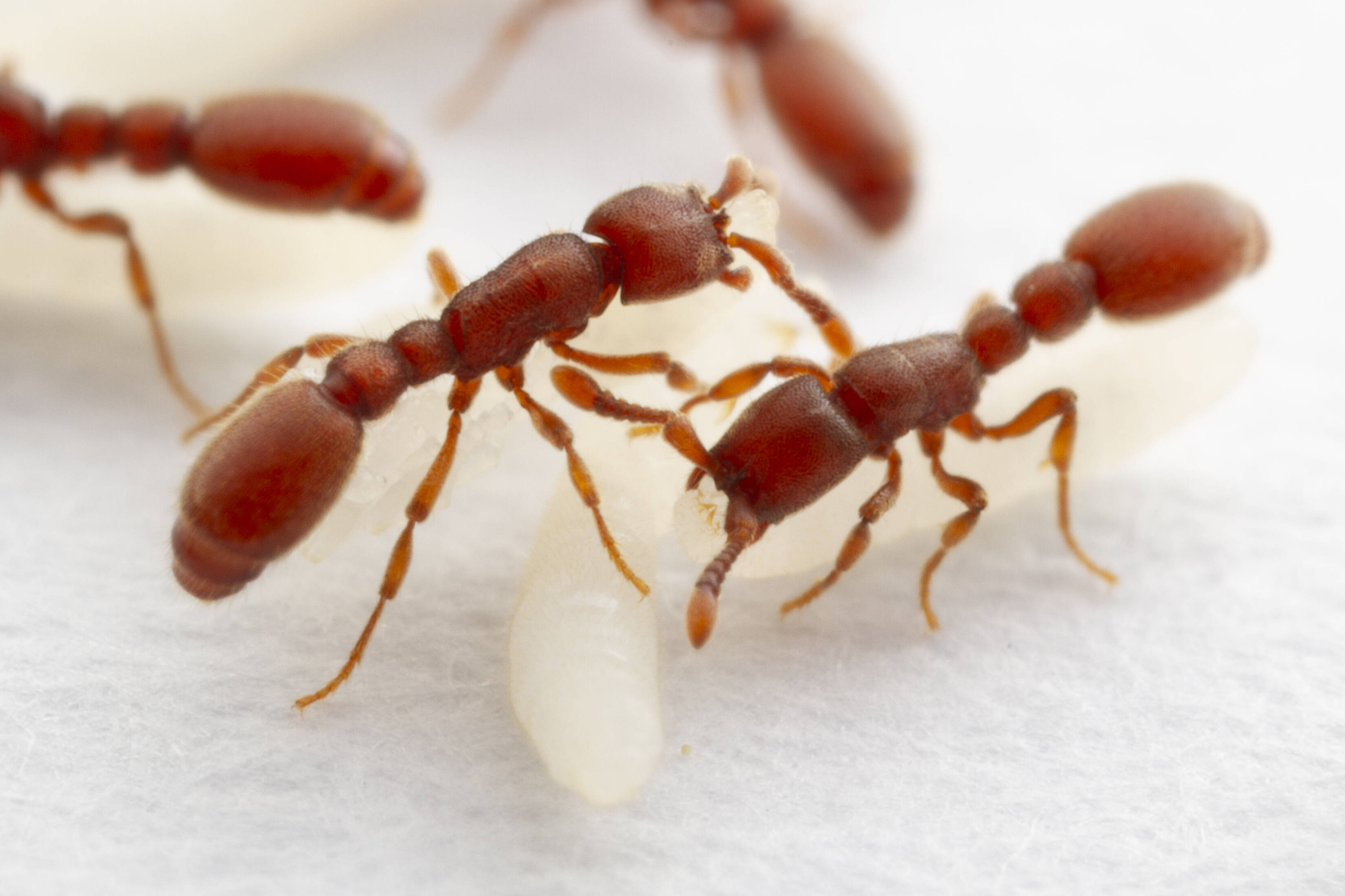 Red ants tend to their white larvae