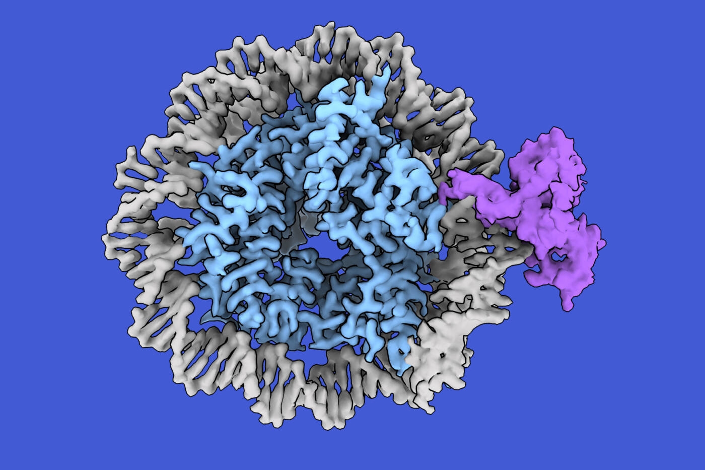 A nucleosome composed of DNA (gray) and histones (blue) with a single hemimethylated cytosine bound by CDCA7 (purple).