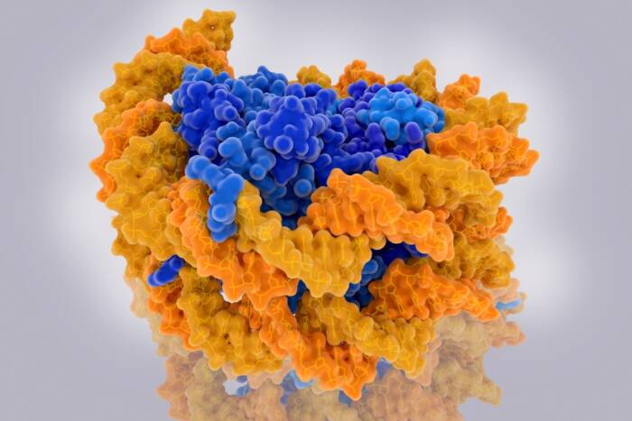 nucleosome liu