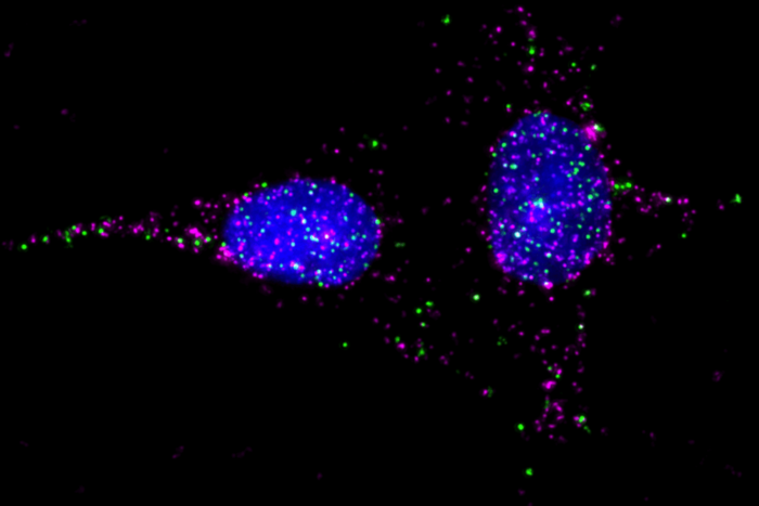 sakmar gpcr ramp beads