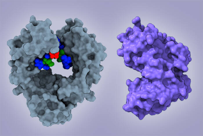 Gray model of an antibody with multicolor glycan at left and endoglycosidase CU43 in lavender at right, on light-blue background