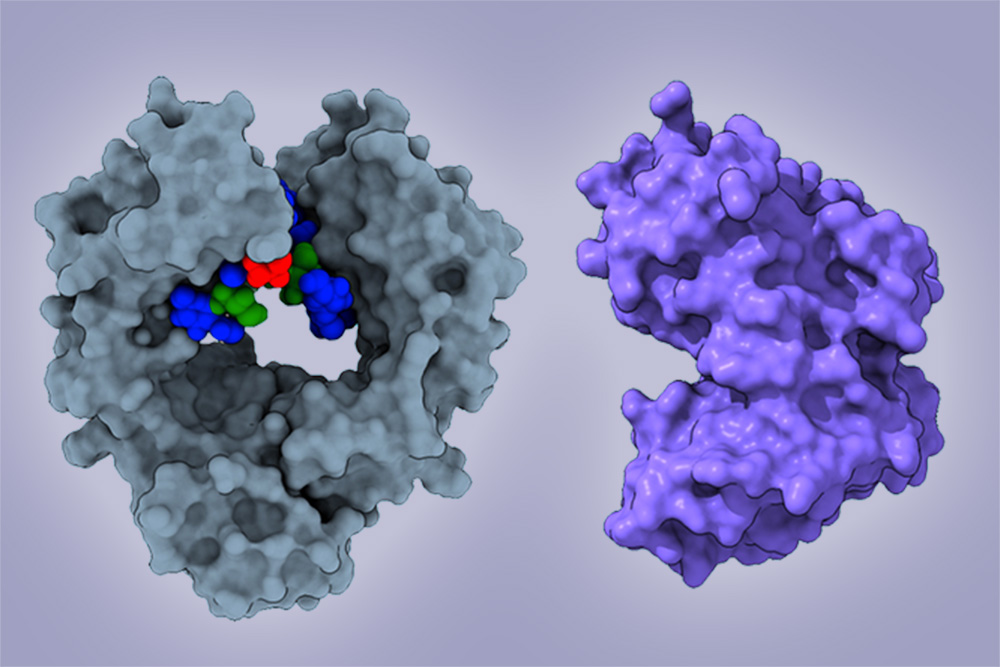 To interact with specialized receptors on leukocytes, an antibody (left) depends on a glycan (multicolor). The endoglycosidase CU43 (right) binds to the antibody and cleaves off the glycan, which kneecaps its ability to interact with a leukocyte and enhances its pathogenic activity. (Ravetch lab)