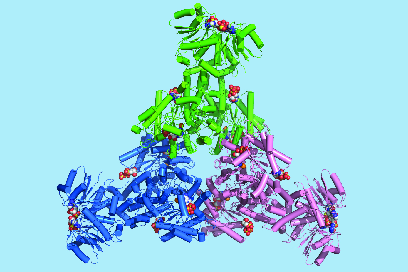 Multicolored model of a hexameric Cad1 protein