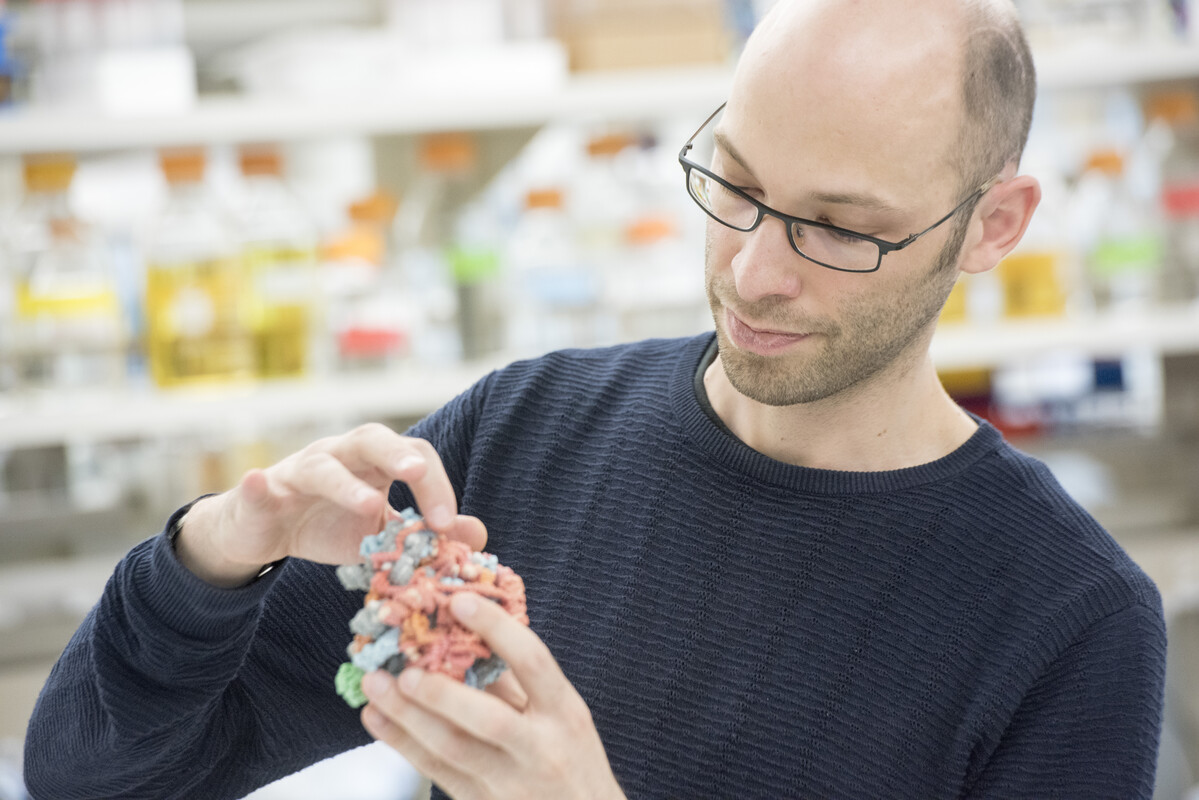 Sebastian Klinge holds a multicolored model of a ribsomal subunit