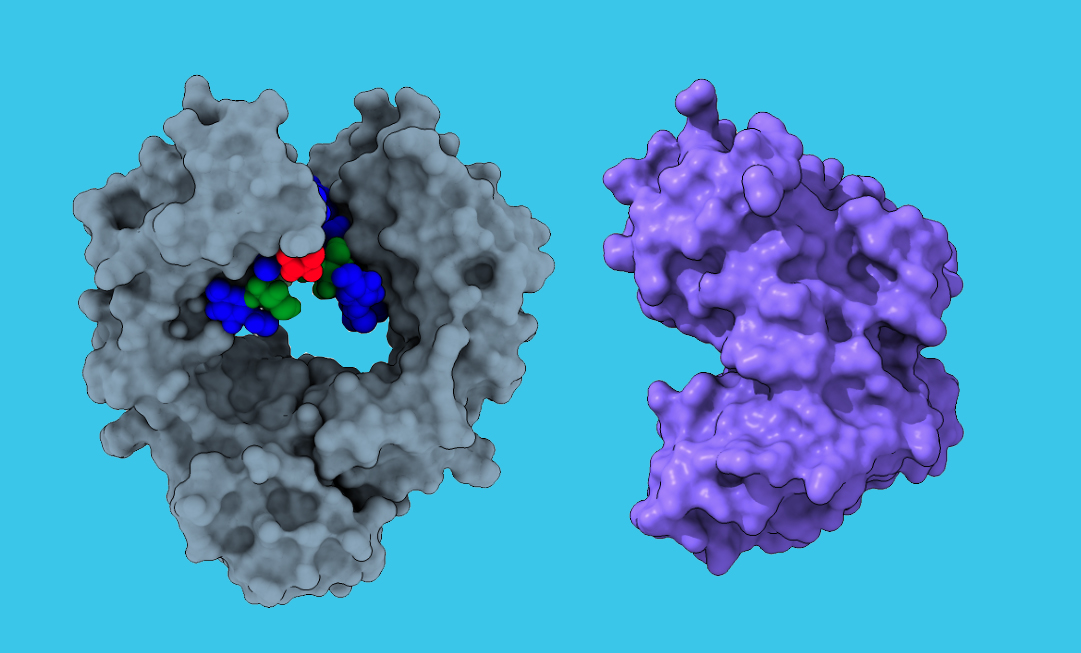 Gray model of an antibody with multicolor glycan at left and lavender model of the endoglycosidase CU43 at right, on a light blue background