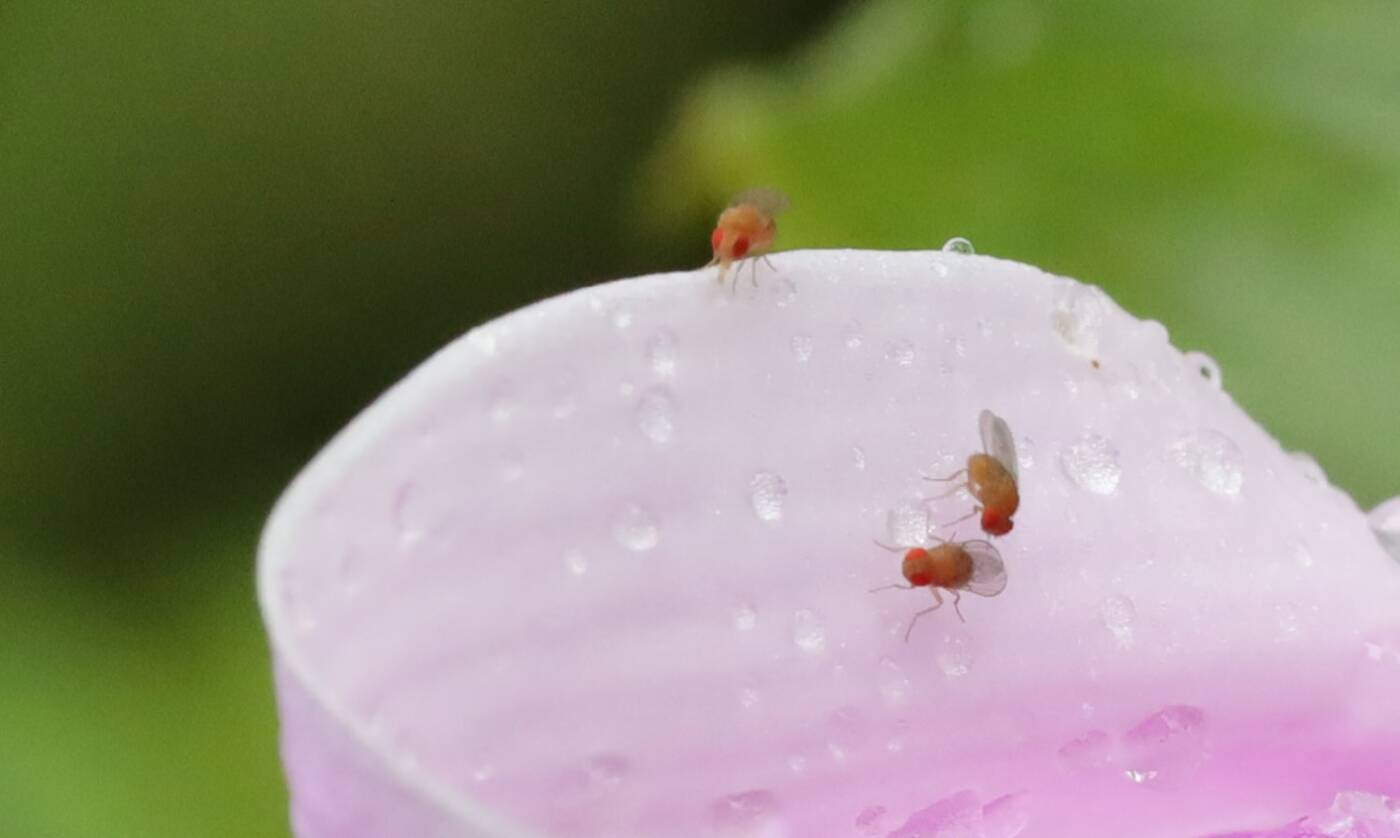 The mating behaviors of fruit flies, such as these Drosophila, offer scientists clues about the evolution of behavior.