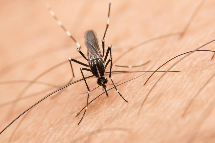 A black and white female Culex pipiens mosquito bites human skin