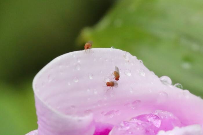 The mating behaviors of fruit flies, such as these Drosophila, offer scientists clues about the evolution of behavior.