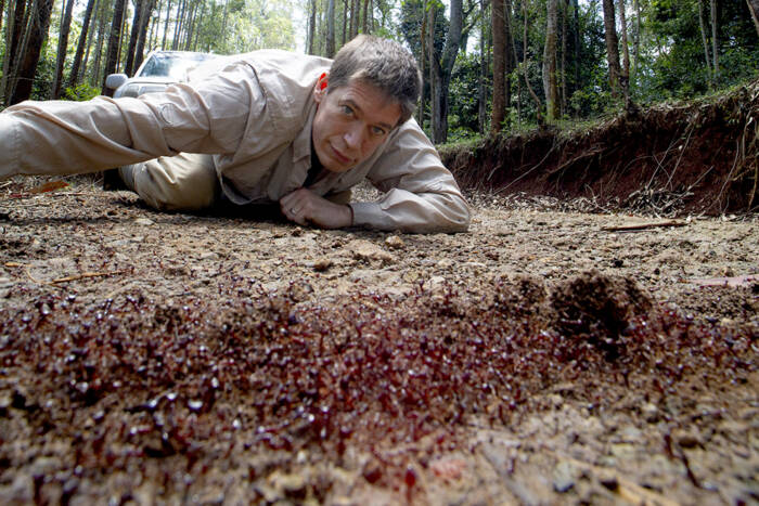 Daniel Kronauer near the ground observing red army ants passing in front of him on Mount Kenya, with forest in the background