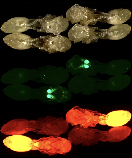 Two unmodified clonal raider ant pupae (top) and two transgenic pupae (middle and bottom). The transgenic ants express a green fluorescent calcium indicator in olfactory sensory neurons and a red fluorescent marker protein throughout the body. (Daniel Kronauer)