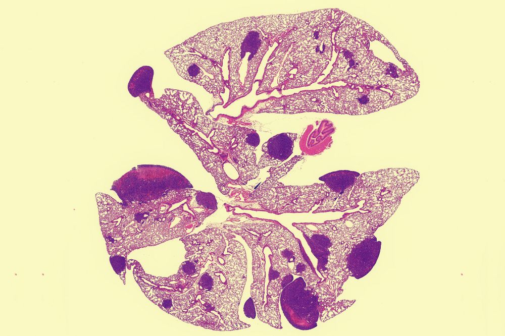 Tavazoie lab histology image