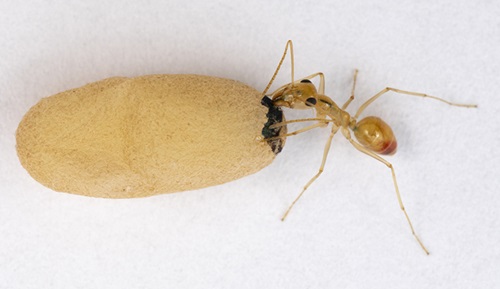 A honeypot ant sips ant “milk” from the silken cocoon of a pupa. The secretion has been dyed blue to reveal its path through her digestive tract. (Daniel Kronauer)