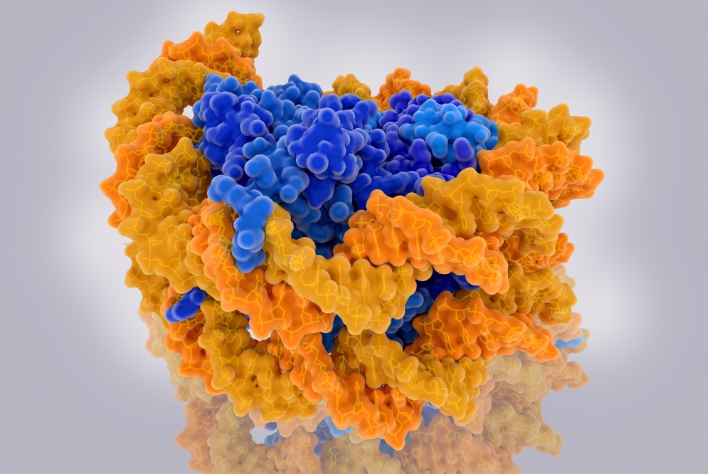 Nucleosomes,Form,The,Fundamental,Repeating,Units,Of,Eukaryotic,Chromatin.,They