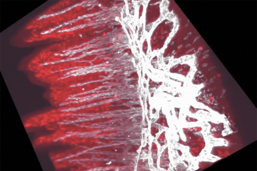 microscopy image showing antigen-presenting cells