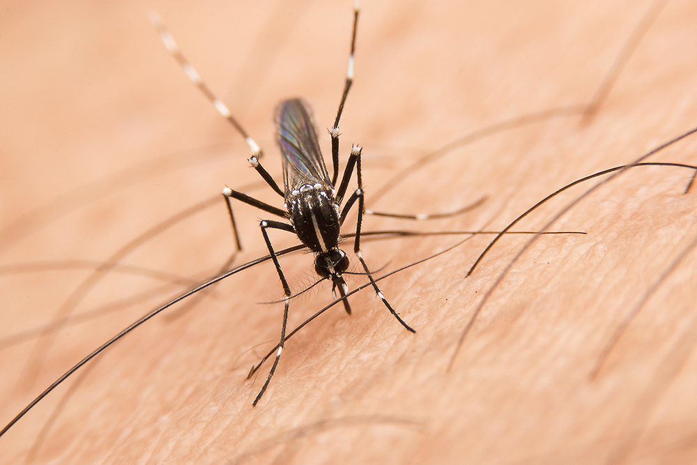 Newswise: West Nile Infections Are Spiking. Here’s Why the Percentage of Severe Cases Is So Small